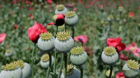 說明: https://mmbiz.qpic.cn/mmbiz_png/HMf4BY6LnHeZGhLkVia2dHjrmNtKpK5JXs2oqaDVSPFAe9icOkpdQibb2G17DcbXU9zlwXyTfcqsIciaq8nMnIIIJw/640?wx_fmt=png&wxfrom=5&wx_lazy=1&wx_co=1