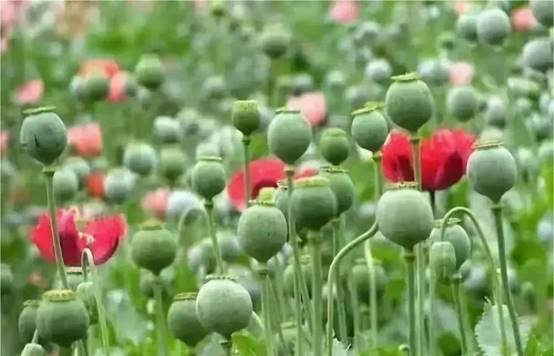 說明: https://mmbiz.qpic.cn/mmbiz_jpg/HMf4BY6LnHeZGhLkVia2dHjrmNtKpK5JXsUrBOUfMNOaU0zfWXHgRyqAWphuv7uYxWlKibTbjJE5P3uptBBlIibmw/640?wx_fmt=jpeg&wxfrom=5&wx_lazy=1&wx_co=1